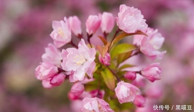心理测试:第一眼选一张桃花图,测你下半年