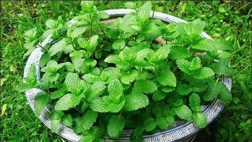 客厅种上4种花,大气上档次,越养越干净,来客倍有面子!