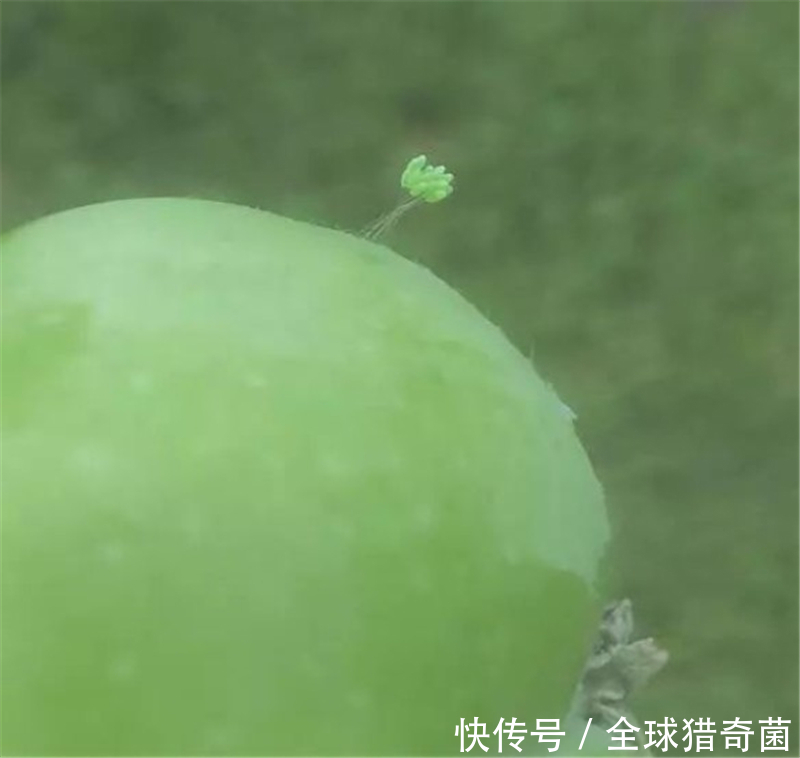 用人工|网络有多恐怖？不管问什么，万能的网友都能解答！