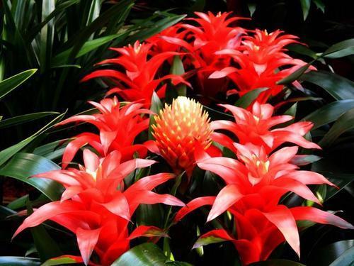 土培|老花农都喜欢的5种“福气花”，开花美好养护，新手也能驾驭