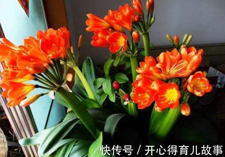 植株|想要君子兰开花多不夹箭,一定要“喂饱”它,吃饱了才能不断开花