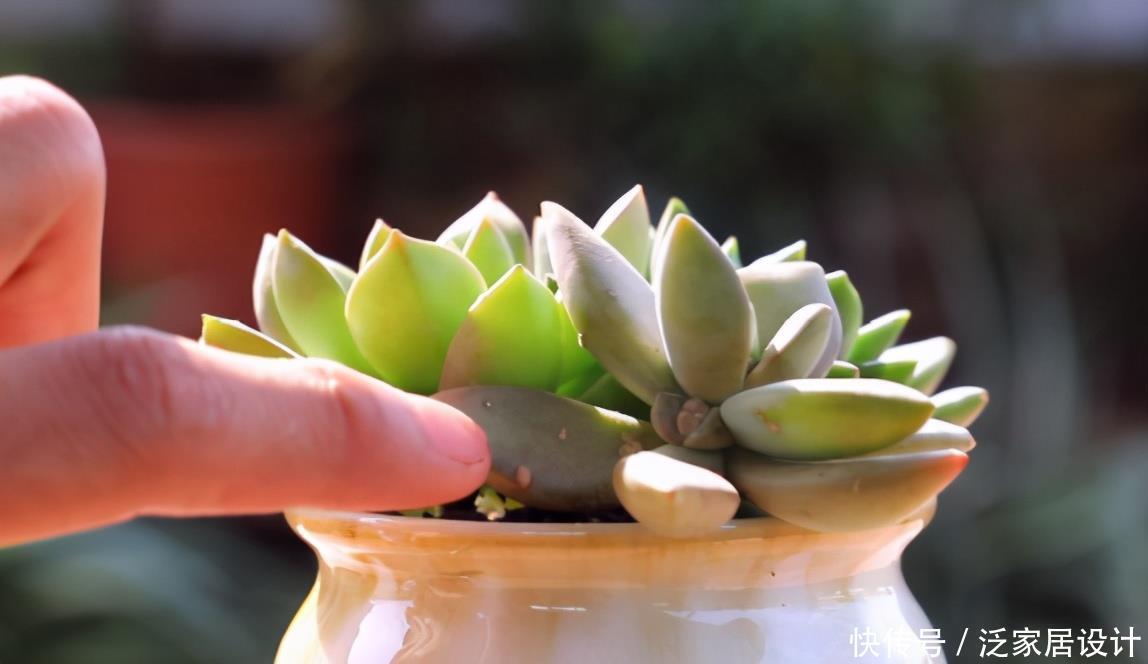 这些多肉新手买一盆死一盆，已被肉友拉进“黑名单”，买了浪费钱