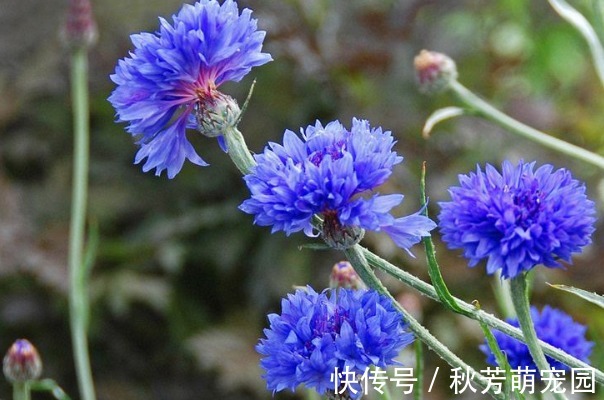 此花被誉为“吉祥之花”,有重见光明的含义,可以带给人希望!