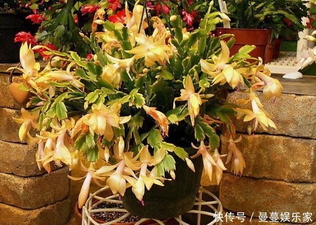 养蟹爪兰，这么浇水不仅不会死，反而开花越来越多