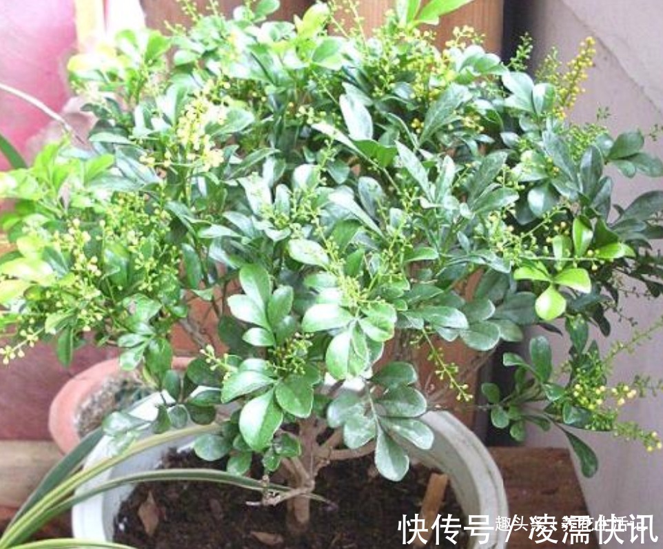 新买的米兰花,没多久就黄叶,需要注意“2点”就能避免