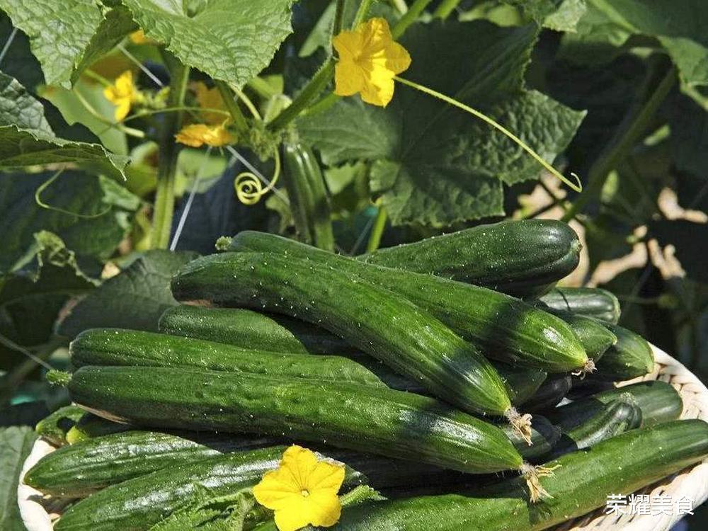 “激素”青瓜不要买,认准4点,一眼就能分辨出来,多便宜也不要