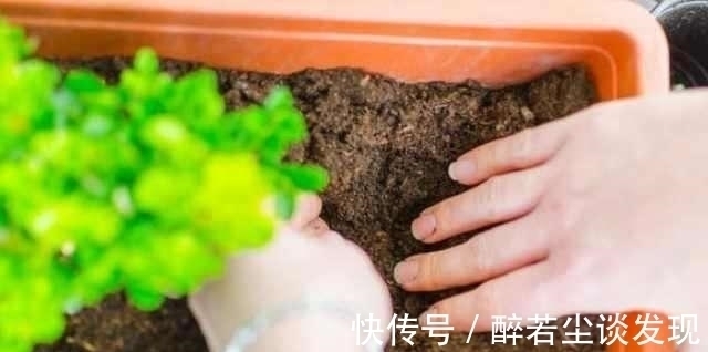 基质|楼下邻居装修，装了点木屑回家养花，给你们说说木屑养花的好处