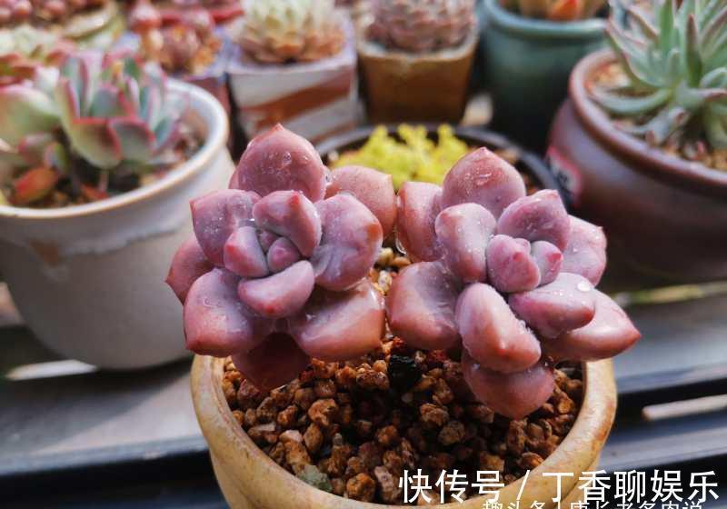 此8种多肉夏天不怕晒,反而越晒越好看,资深肉友都喜欢养