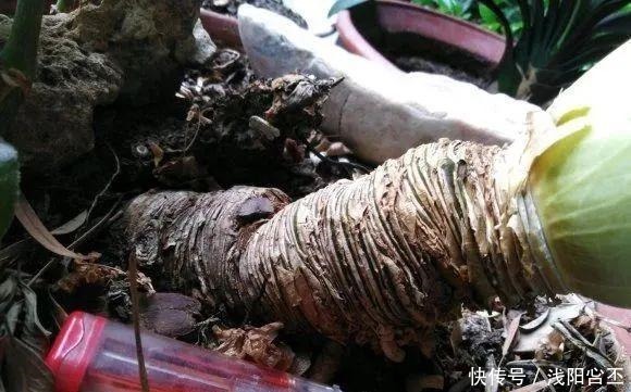 30年的君子兰,长出粗壮大老桩,砍还是不砍!