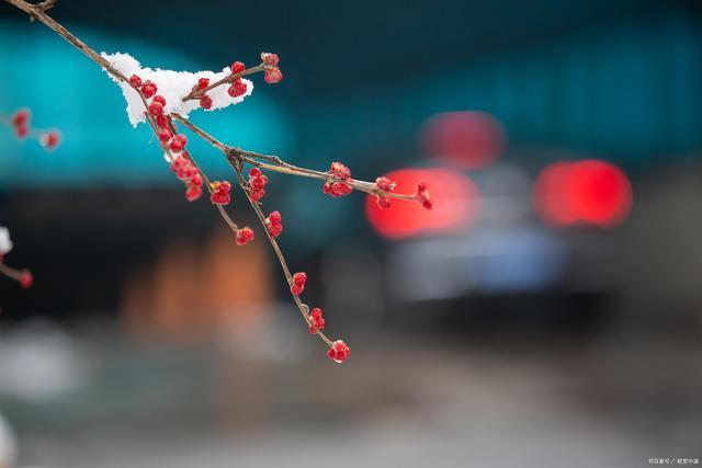 韦成柏$时逢小雪北风忽,旷野空山草萎枯。《小雪》诗词63首