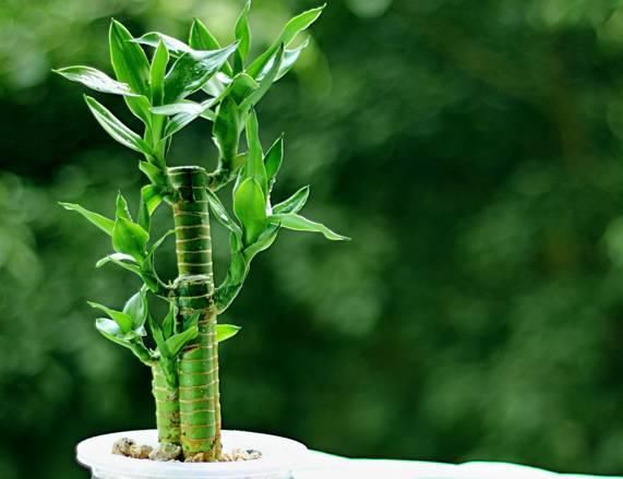 送给那些养花，却总是把花养死的人