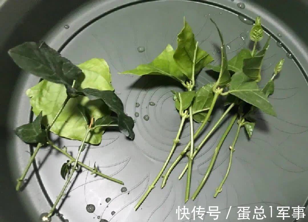成活率|八九月份，适合扦插“7种花”，成活率高