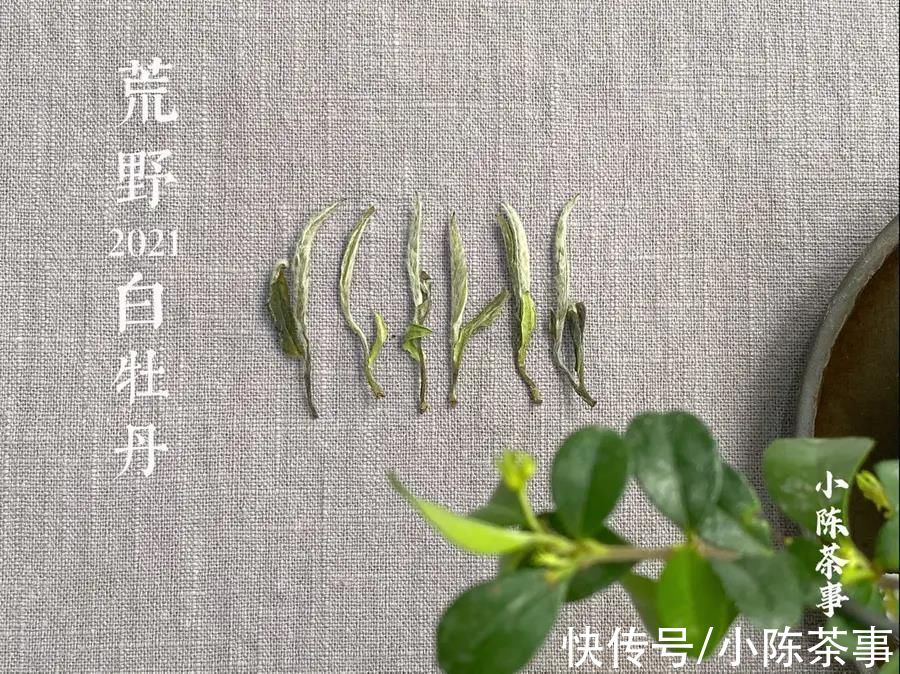 白毫银针@如何分辨白茶品类？从白毫银针、白牡丹到寿眉，老茶客一次性说清