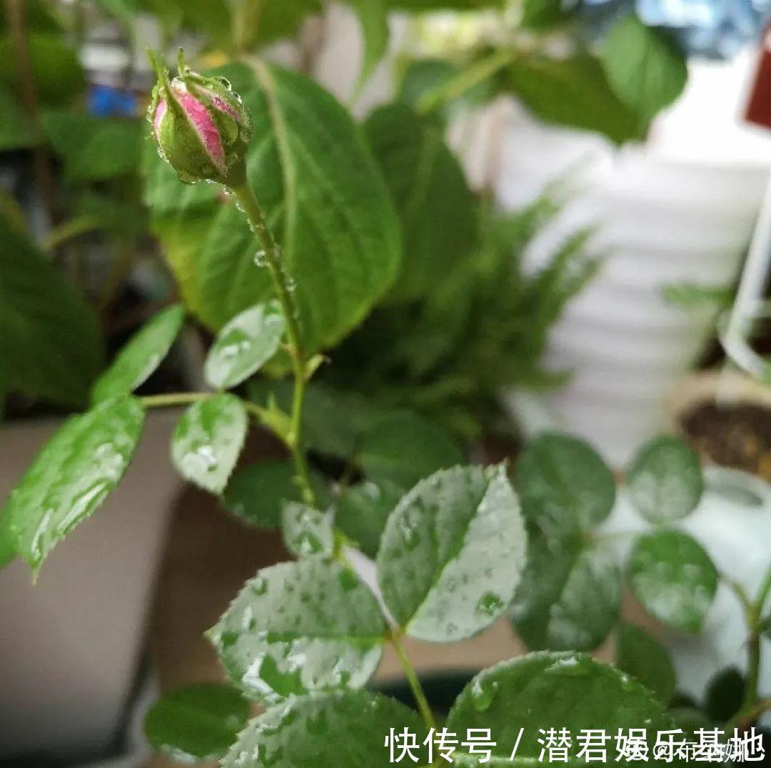 可以浇花的药,过期也要留着,保花不生虫、不生病!