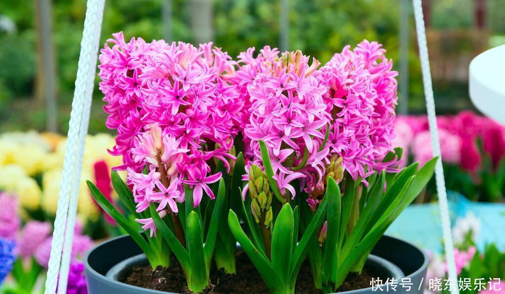 入冬后,想养3种“年宵花”建议早点买,晚了花钱多,还不合适