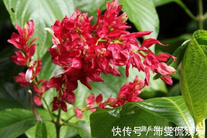 名字|名字美妙的3种花,玉树、金花茶、赤苞花,见过的人不多!
