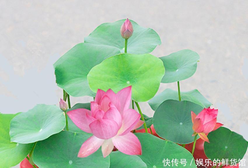 吉祥|佛家六种美丽又芳香的吉祥圣花,家养一盆平安吉祥,漂亮还好养