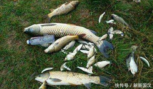 水层|夏天钓鱼,需要掌握的5条规律,抓规律是连竿上鱼的关键