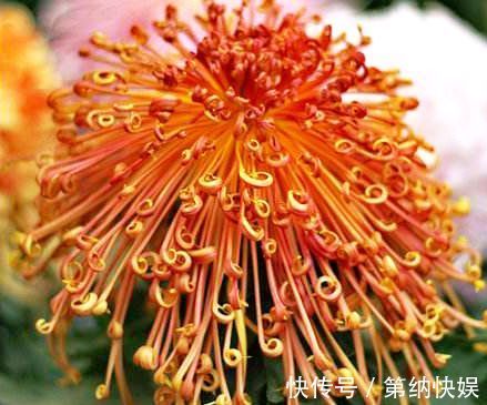 喜欢菊花,就养盆“珍稀名菊”秋水红霞,似晚霞映水,美丽高贵