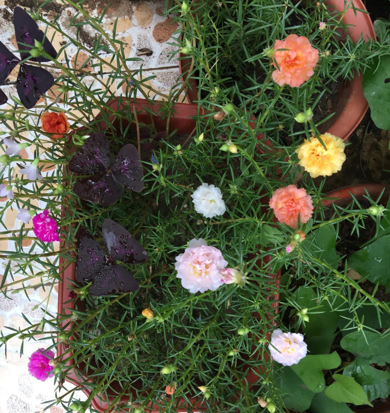 太阳花怎么过冬?用一种方法,顺利过冬,来年开花更多更美