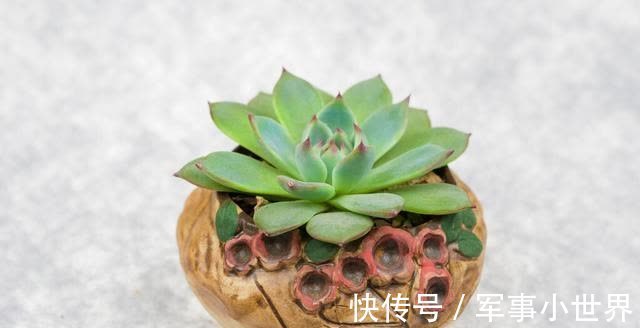 秋丽|养多肉却不会浇水,不用急,用好“四季浇水表”,不徒长不黑腐