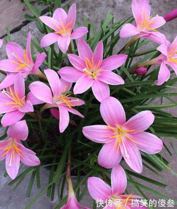 这九种花,随便扔土里,就能长成一片,开花不断