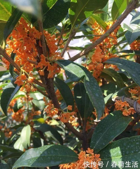 种树|院子里别乱种树,海棠“富贵满堂”,桂花“出贵子”,旺运添福