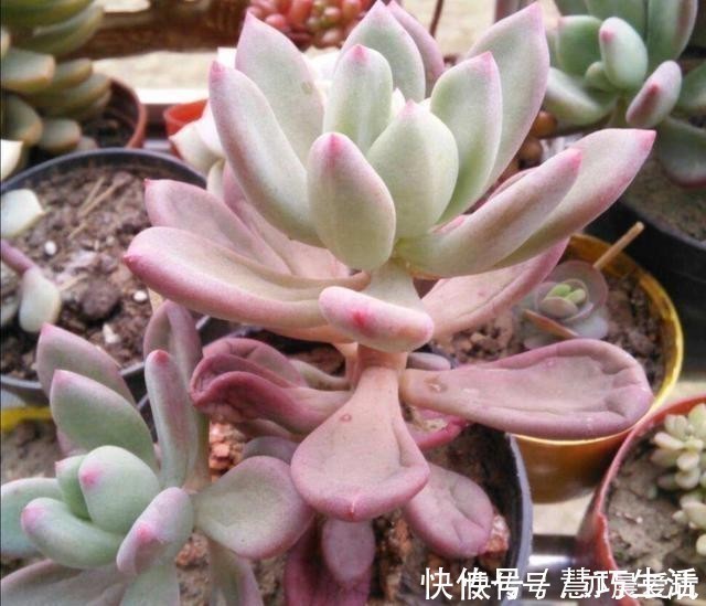 多肉植物,叶子软趴趴的是怎么回事?检查这3个方面
