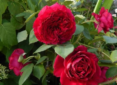 怎么把月季养漂亮?把握住“3点”,枝叶茂、开花勤