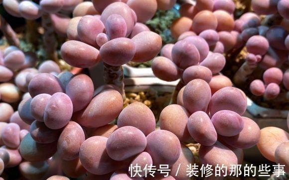 雨水|多肉桃蛋，露养状态最好，完全不用管，一场雨水，叶子肥嘟嘟
