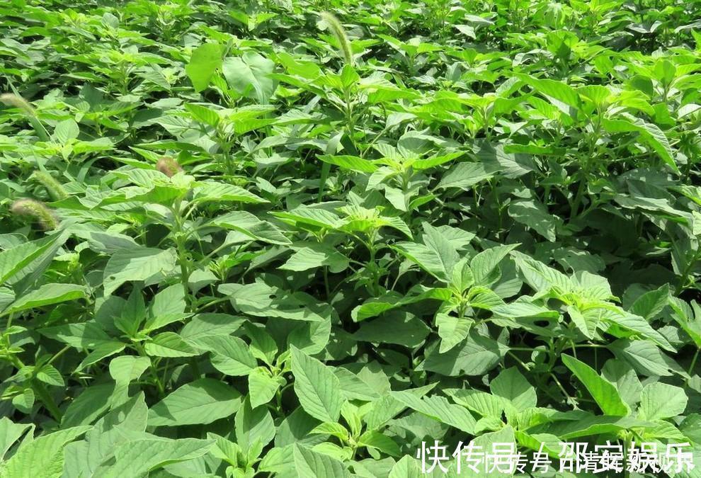 野菜|人称“长寿菜”,过去常用来喂猪,但含钙比菠菜高,见到记得摘点