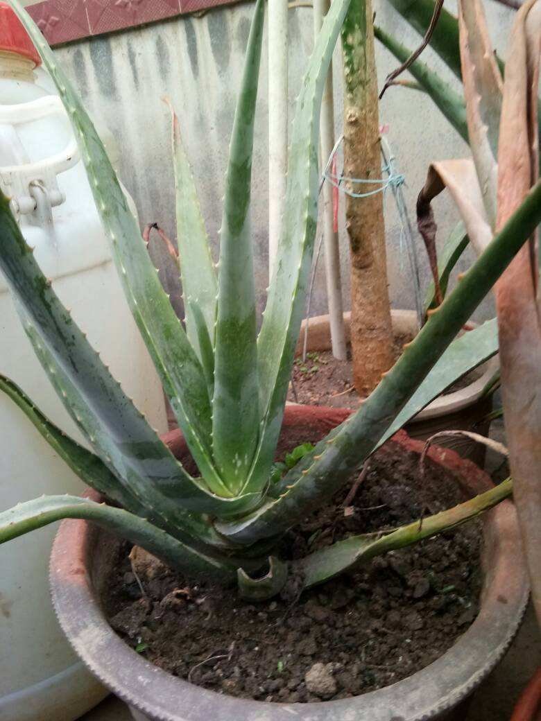 卫生间总是有异味,不如养盆“杀菌花”,净化空气味道香香