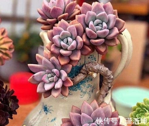 叶子|养多肉老桩不能走捷径，砍头撸叶子只是徒有其表，要谨记！