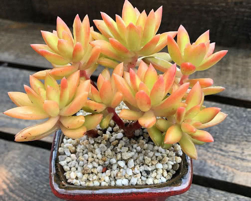 多肉铭月徒长怎么办教你3个小妙招,轻松解决徒长植株更美观