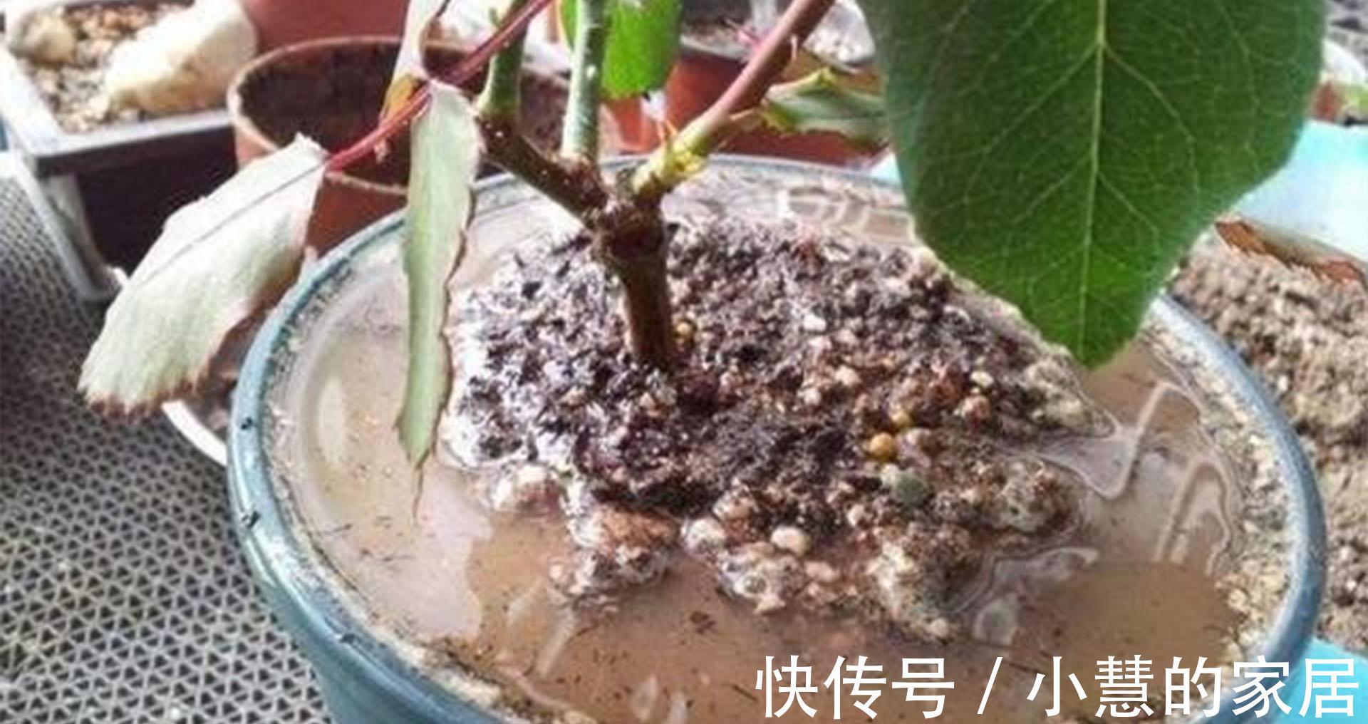 植株盆土板结不要着急，用2种方法，土壤疏松透气，种啥都好