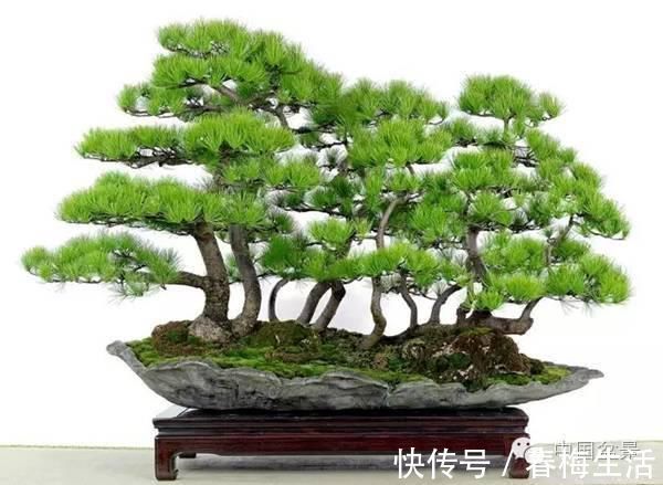 丛林式|山野丛林怎么样才能变成精致的盆景?9个步骤告诉你!