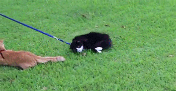 |搞笑GIF段子:挡着人行路了,就得踩着你过去!