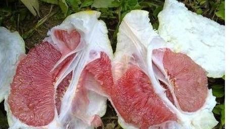  女性推荐常吃3种食物，补中益气，美白肌肤，越吃越年轻！