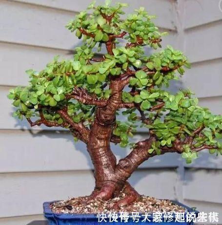 植株|马齿笕树养5年，变成老桩盆景很值钱，做5步就实现