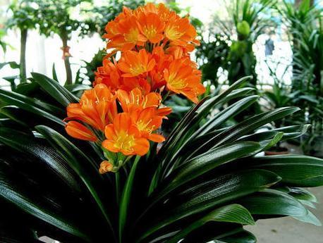 怎么才能拥有天价盆栽君子兰这么操作，一片叶子就够了