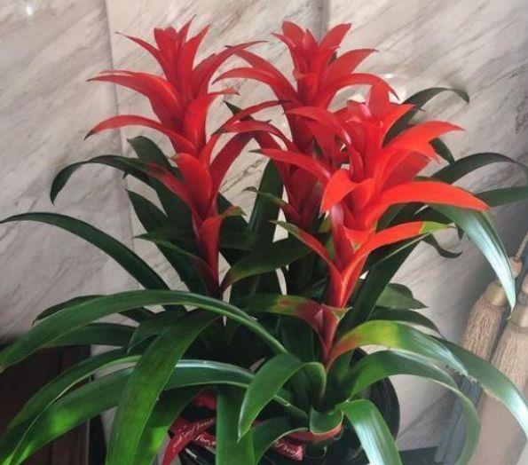 适合卫生间养的4种花,没有阳光照样疯长,能除异味