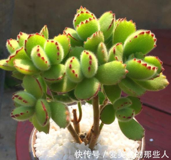 立冬过后,6种多肉赶紧搬进室内保暖,不然容易冻伤剩个空盆