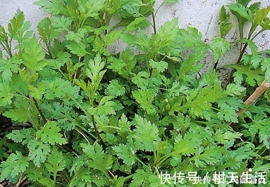 肺结核咯血|老人在农村采摘的野菜,降血压,清肝明目,每天吃一点健康常伴