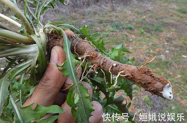 肝脏不好|肝脏不好，不要忙着吃药，多吃此根，保护肝脏，还排出身体的毒素