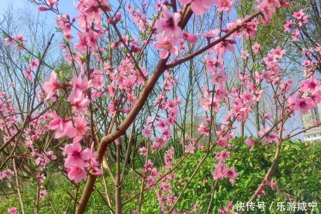 元宵节，带着你的“李焕英”“云”赏花吧！|春暖花开醉咸宁① |元宵节，带着你的“李焕英”“云”赏花吧！\＂,\＂i12\＂:\＂春暖花开醉咸宁①