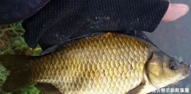 专攻|专攻大鲫鱼的2款特制饵料,上鱼速度真快其他统统靠边站