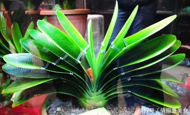 叶芯|君子兰一直长不好,跟“换盆”有关系,很多人都做错了