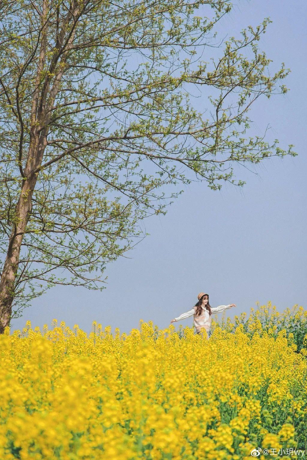 成都油菜花“千岛湖”，在这里……