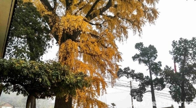 这个地方风景好！镇政府里几株千年古银杏，在深秋季节遍地金黄