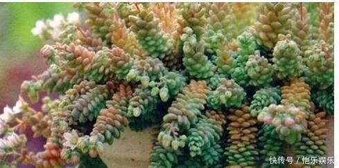 养多肉植物一个小技巧,长得壮状态好,而且还能顺利开花